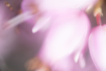 makro nah blume pink © fotorena.de