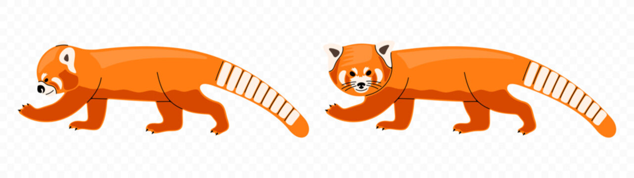 Red panda, ailurus fulgens and lesser panda, graphic design. Firefox, mammal, animal, wildlife and nature, vector design and illustration