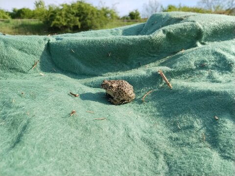 Fred the frog