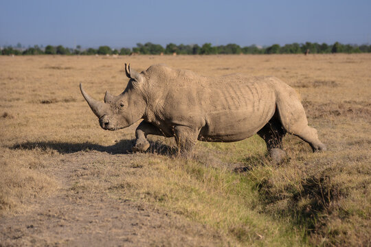 Adult Black Rhinoceros (Diceros bicornis) walking through the dry grassland under a clear blue sky, Kenya.
