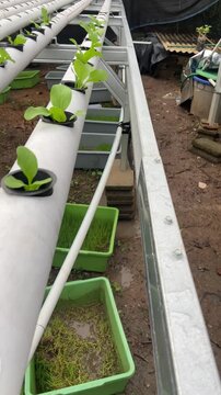 Close Up Proses Pemindahan Bibit Pakcoy Pada Instalasi Hidroponik