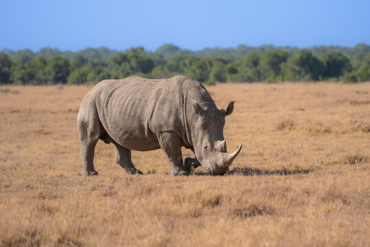 Adult Black Rhinoceros (Diceros bicornis) walking through the dry grassland under a clear blue sky, Kenya.
