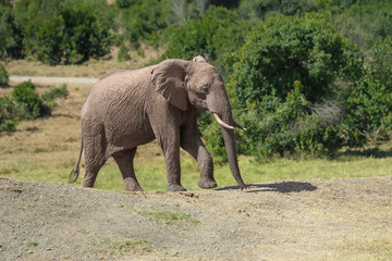 Fototapeta premium Young African elephant (Loxodonta africana) with flared ears standing in thick bush, Meru National Park, Kenya. 