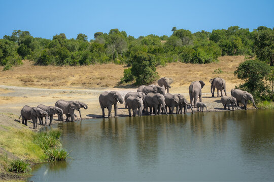 Wild African elephants gathered at a watering hole with reflections in the water, Maasai Mara, Kenya.