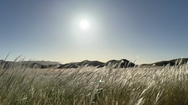 scenic shot of sun with gras moving in the wind, Damaraland, Namibia
