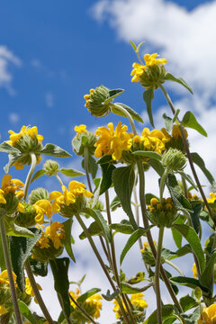 Fleurs de phlomis ou sauge de J&eacute;rusalem