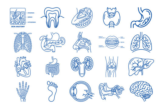 A collection of human internal organ and body part diagrams in simple blue outline style for education