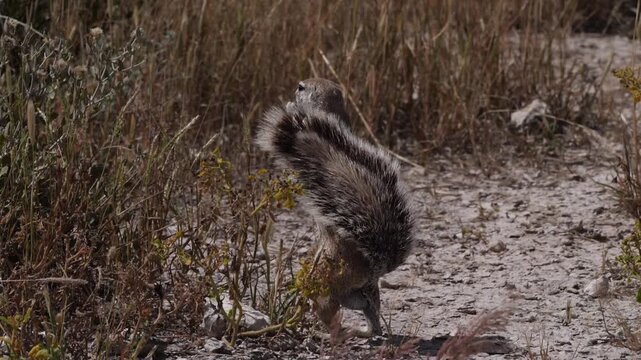 African ground squirrel eats gras, slow motion shot, Etosha, Namibia