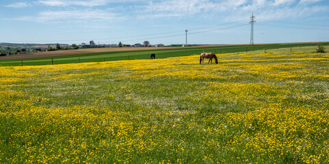 Butterblumenwiese © waechter-media.de
