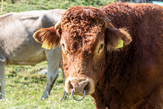 A direct front-facing portrait of a powerful brown breeding bull with a metal nose ring and yellow ear tags, standing in a sunny alpine field with another cow blurred in the background.