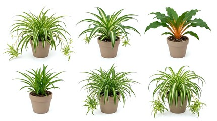 Fototapeta premium Six potted houseplants with green foliage isolated on white background, including spider plants and tropical varieties, perfect for home decor and nature design projects.