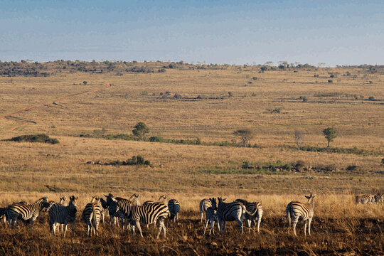 View of a herd of zebras grazing in the vast savanna landscape of Welgevonden Game Reserve under a clear blue sky Waterberg District Municipality, Limpopo, South Africa.
