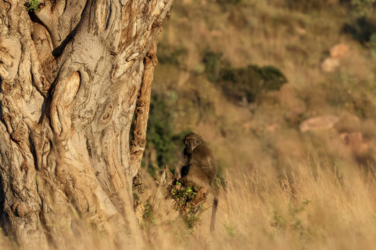 View of a baboon sitting by a large textured tree trunk in the golden light of the African savannah at Welgevonden Game Reserve in Waterberg District Municipality, Limpopo, South Africa.