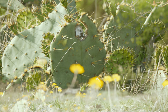 Close-up of a green prickly pear cactus with yellow wildflowers in a Texas spring