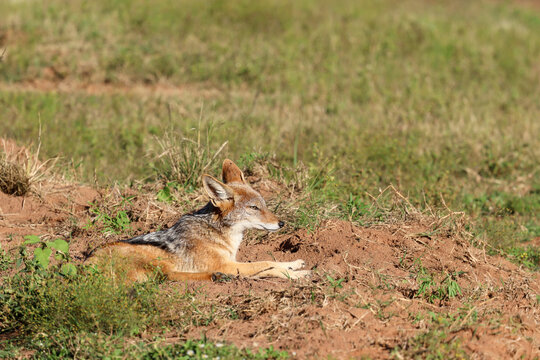 View of a black-backed jackal resting on red earth in the savanna at Welgevonden Game Reserve, Waterberg District Municipality, Limpopo, South Africa.