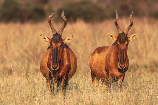View of two red hartebeests standing in the tall dry grass of Welgevonden Game Reserve during golden hour Waterberg District Municipality, Limpopo, South Africa.