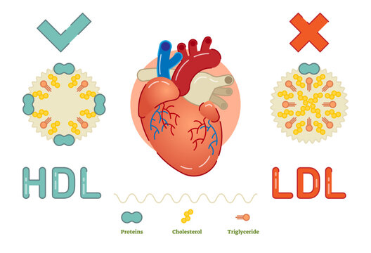Lipoprotein is a biochemical assembly whose purpose is to transport fat molecules in blood, transparent background.
