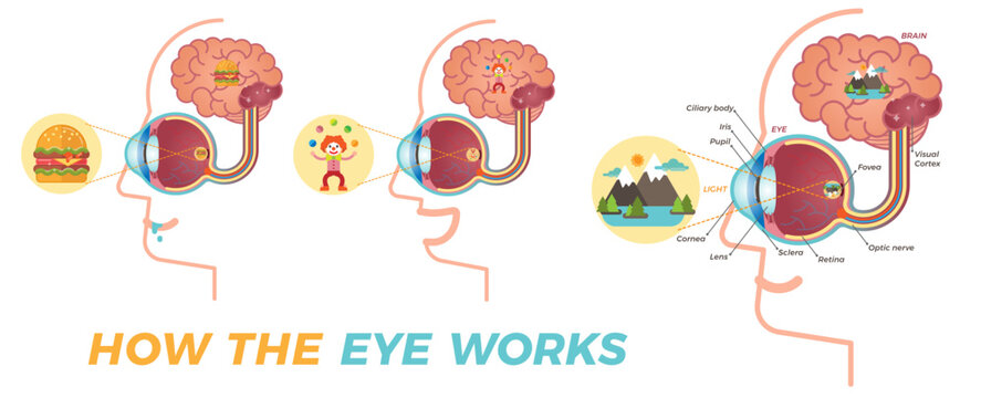 How the eye works, transparent background. Basic graphic elements for building educational material about the eyes. Three different variations.