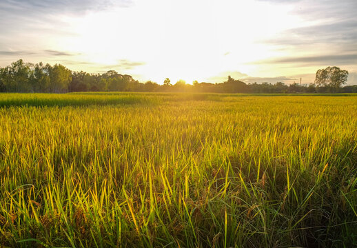 Golden Grainfield under Sunshine: A stunning landscape captures the essence of a serene countryside, where a golden grainfield extends towards the sun, bathing the environment in a warm.