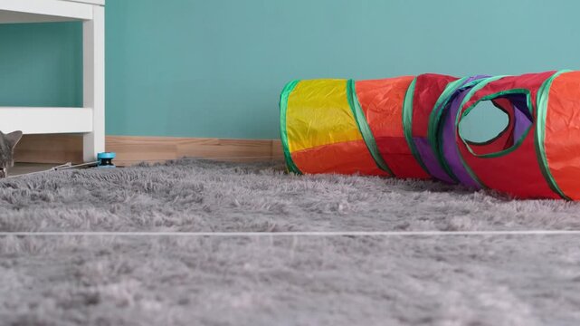 cute tabby cat playing with colorful pet tunnel and interactive electric moving string catching toy