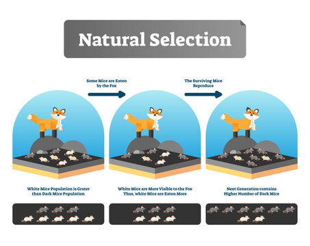 Natural selection illustration, transparent background. Explained scheme with life evolution. Selective organic environment process with all species and humans.