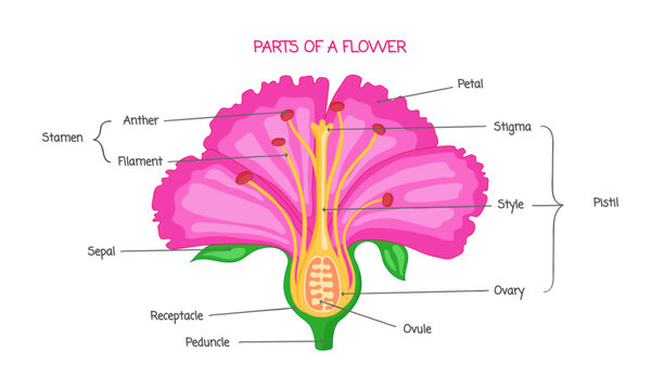 Part of a flower biological diagram, illustration drawing with educational scheme, transparent background. Labeled plant cross section with ovary, pistil, sepal and stamen.
