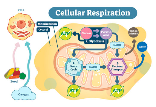 Cellular_Respiration [Converted]