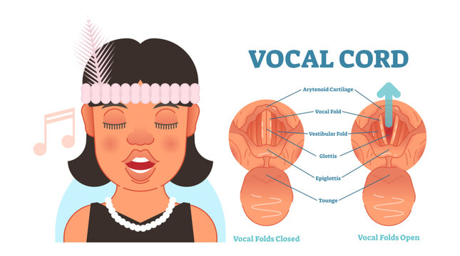 Vocal cord anatomy illustration diagram, educational medical scheme with vocal folds, transparent background.