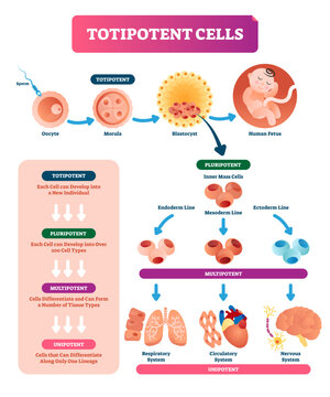 Totipotent cells illustration, transparent background.Multipotent, unipotent and pluripotent diagram.Development of sperm, oocyte, morula, blastocyst or human fetus.