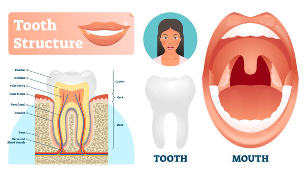 Tooth structure illustration, transparent background. Labeled medical healthy teeth scheme. Educational diagram with enamel, dentine, pulp, gum and root canal location.