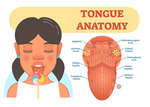 Tongue anatomy medical illustration diagram with epiglottis, tonsils and papillas, transparent background.