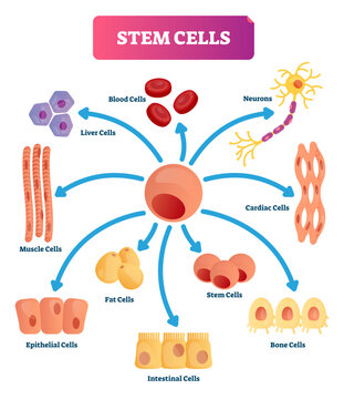 Stem cells illustration, transparent background. Medical labeled diagram with all kind cells. Example of blood, neurons, cardiac, bone, intestinal, epithelial, fat, liver and muscle.