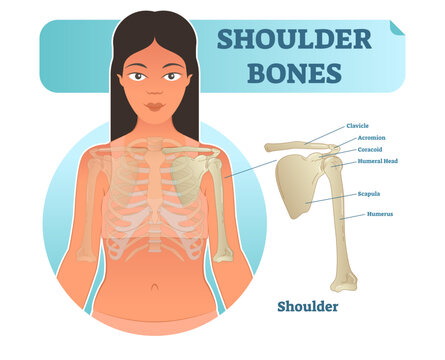 Labeled human shoulder bone anatomical illustration diagram poster, transparent background. Medical health care information.
