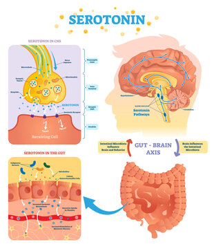 Serototin illustration, transparent background.Labeled diagram with gut brain axis and CNS.Intestinal microbiota influence brain behavior and intestinal cycle.