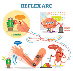 Fototapeta premium Spinal Reflex Arc scheme, illustration, with stimulus pathway through the nerve signals and effector organ muscle response, transparent background. Educational diagram with fun cartoon characters.