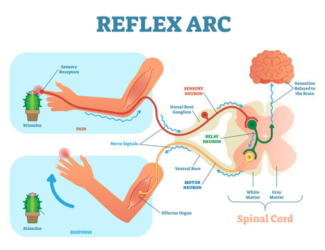 Spinal Reflex Arc scheme, illustration, with stimulus pathway through the nerve signals and effector organ muscle response, transparent background.