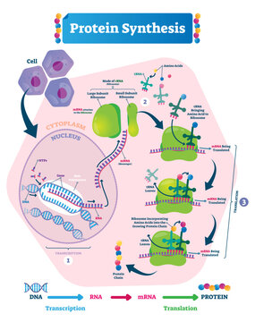 Protein synthesis illustration, transparent background. Labeled transcription and translation steps diagram with full cycle explanation. How body creates protein chain from cytoplasm.