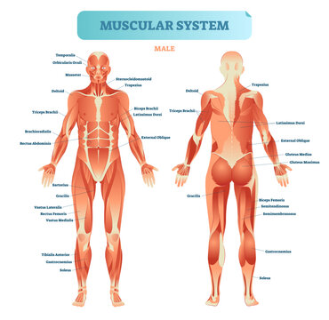 Male muscular system, full anatomical body diagram with muscle scheme, illustration educational poster, transparent background. Fitness health care information.