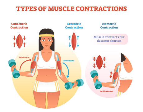Muscle contractions scheme with arm cross section and fitness weight lifting exercise movement, transparent background. Concentric, eccentric and isometric contraction types diagram.