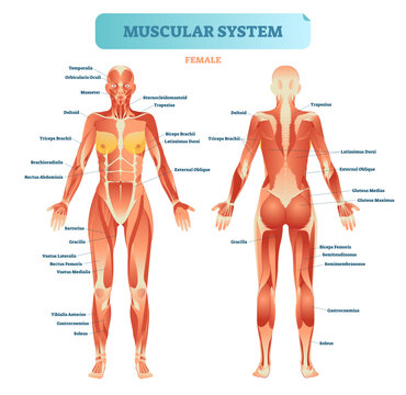 Female muscular system, full anatomical body diagram with muscle scheme, illustration educational poster, transparent background. Fitness health care information.