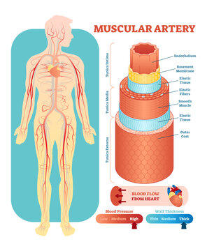 Muscular artery anatomical illustration cross section with tunica externa, media and interna, transparent background. Circulatory system blood vessel diagram scheme on human body silhouette.