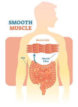 Smooth muscle illustration diagram, anatomical scheme with human gut, transparent background. Medical educational information.