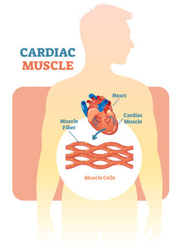 Cardiac muscle illustration diagram, anatomical scheme with human heart, transparent background. Medical educational information.