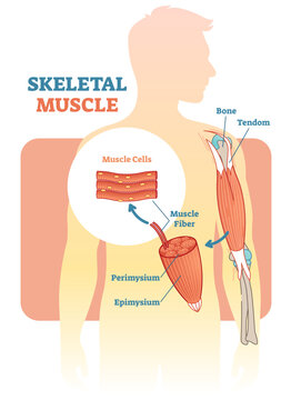 Skeletal muscle illustration diagram, anatomical scheme with human hand, transparent background. Medical educational information.