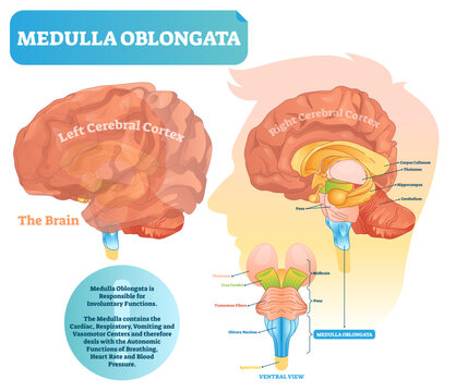 Medulla oblongata illustration, transparent background. Labeled diagram with ventral view and core structure. Midbrain and pons position. Shown left and right cerebral cortex sides.