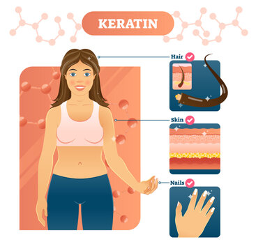Keratin illustration, transparent background. Hair, skin and nails examples on woman body. Fibrous structural proteins that is the key structural material making up horns, claws, hooves.