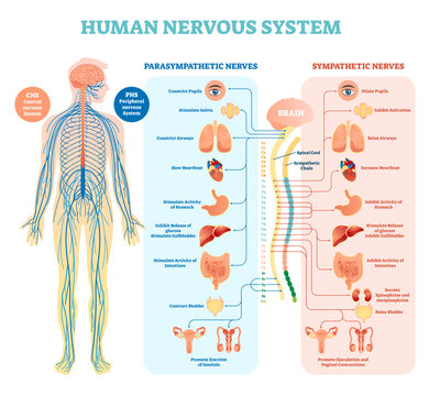 Human nervous system medical illustration diagram with parasympathetic and sympathetic nerves and all connected inner organs through brain and spinal cord, transparent background.