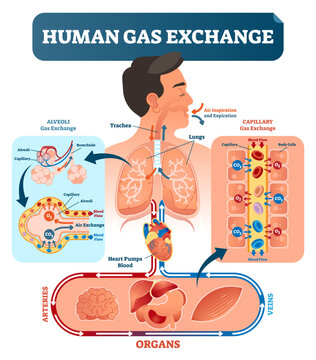 Human gas exchange system illustration, transparent background. Oxygen travel from lungs to heart, to all body cells and back to lungs as CO2.