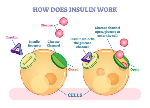 How does insulin work, illustrated diagram, transparent background. Educational medical information.
