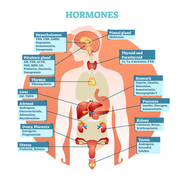 Human body hormones illustration diagram, human organ collection, transparent background. Educational medical information.